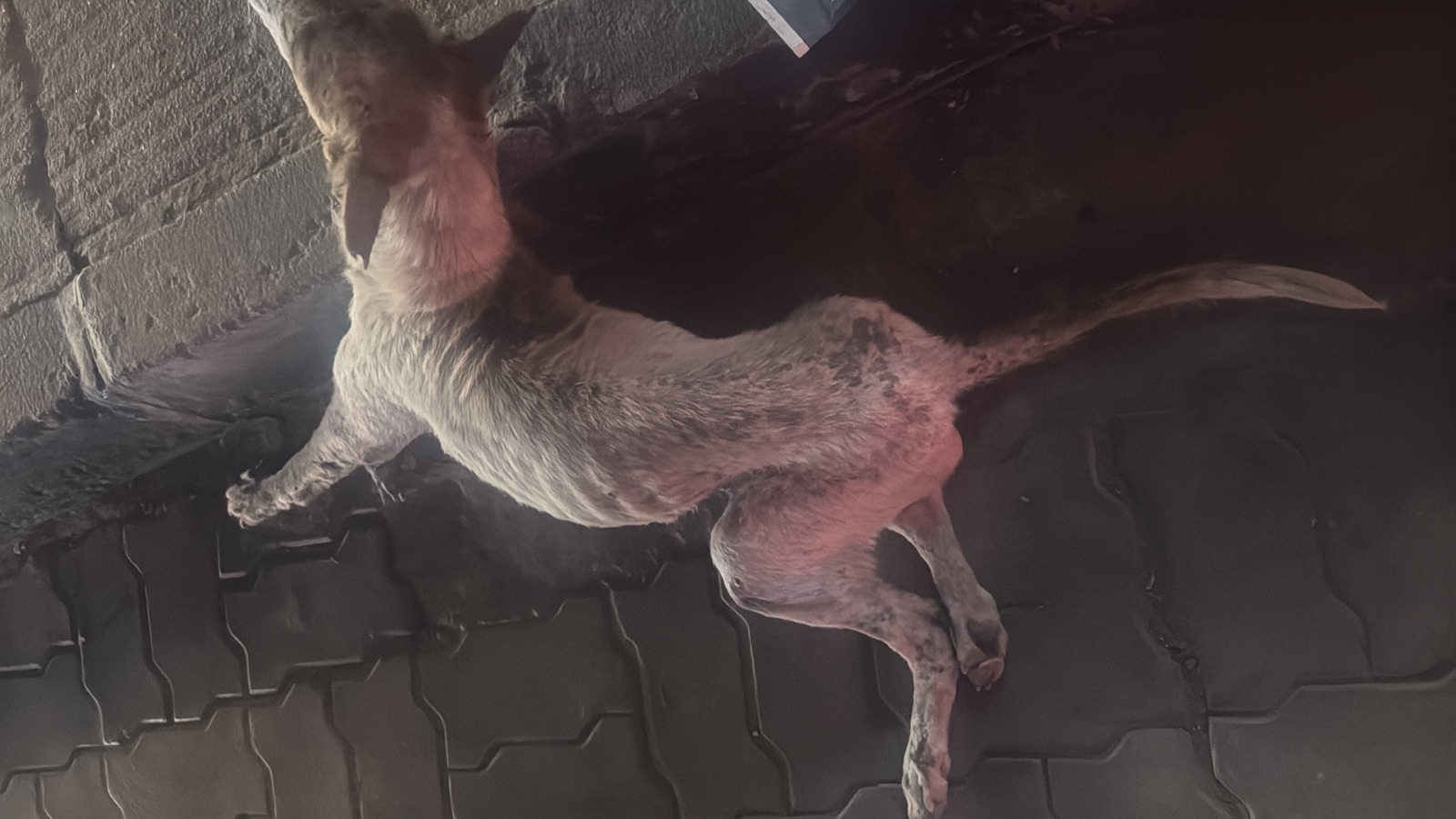 Anni injury