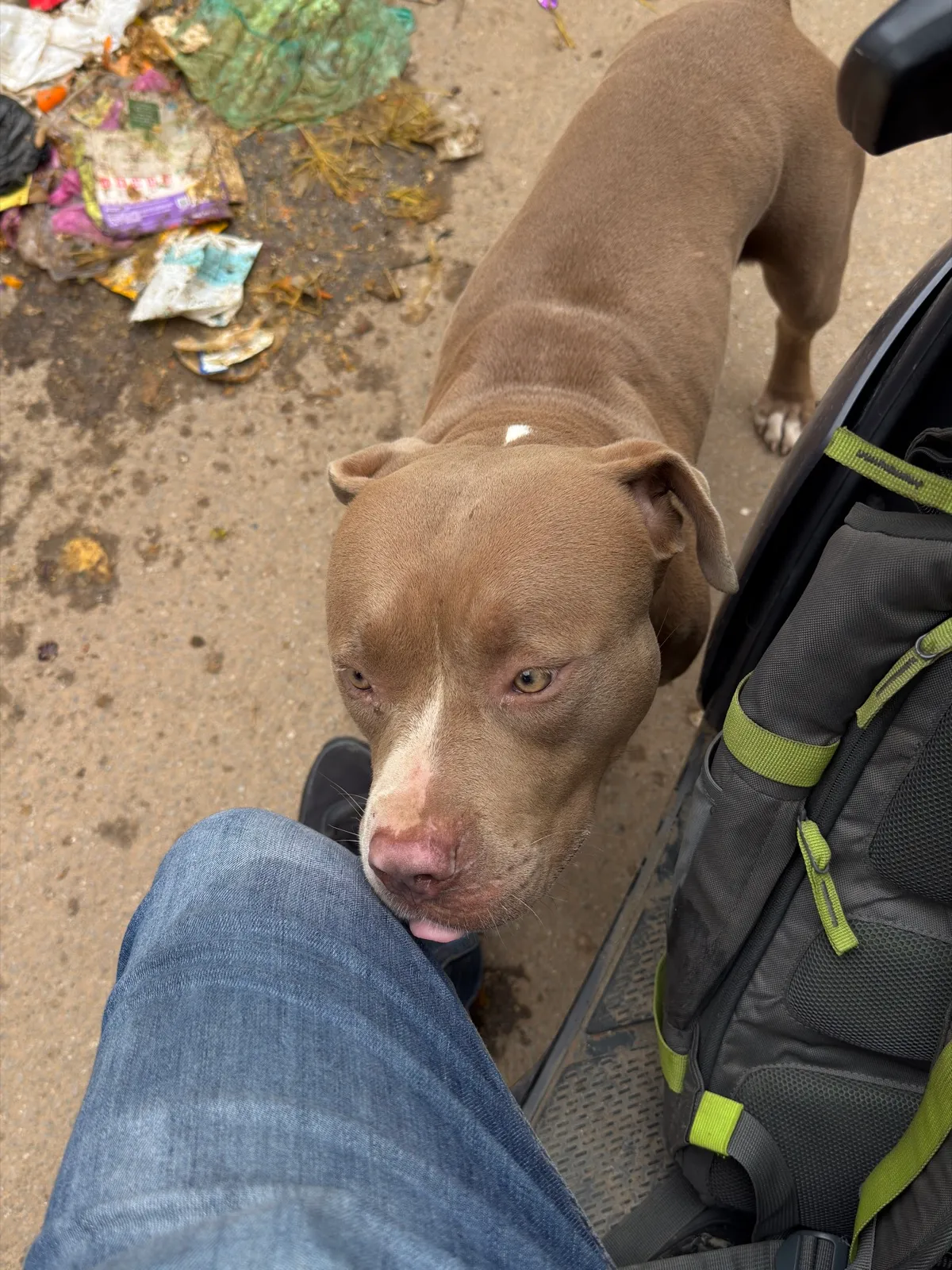 Bruno
