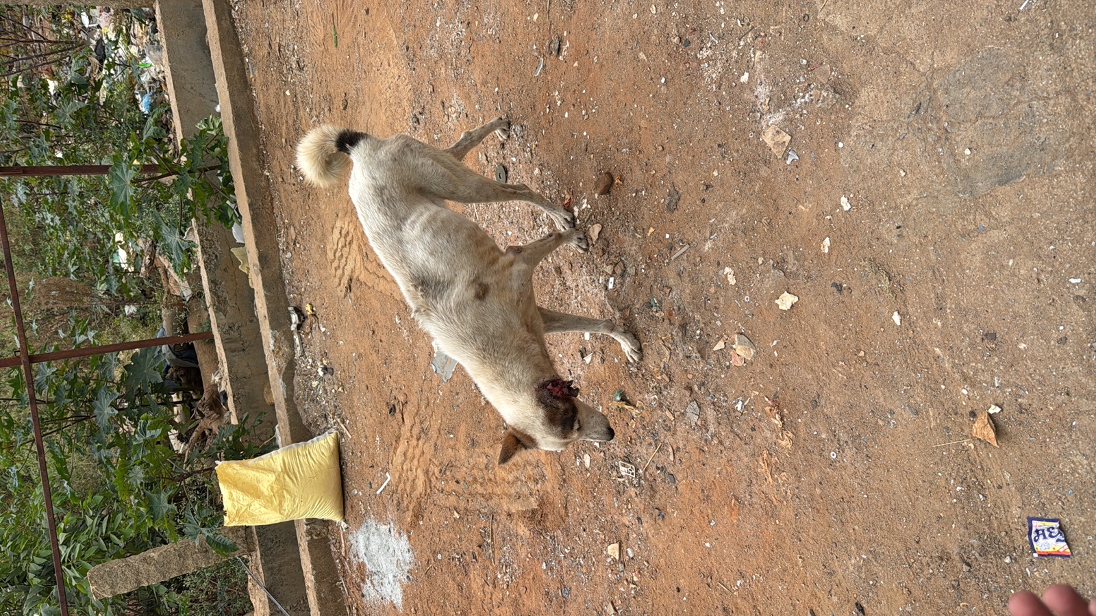 Coco injury