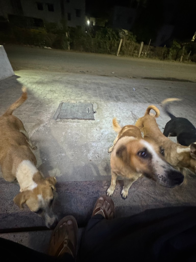 Curious dog