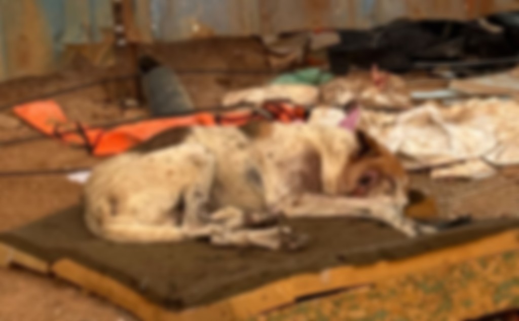 Community dog — blurred for sensitivity