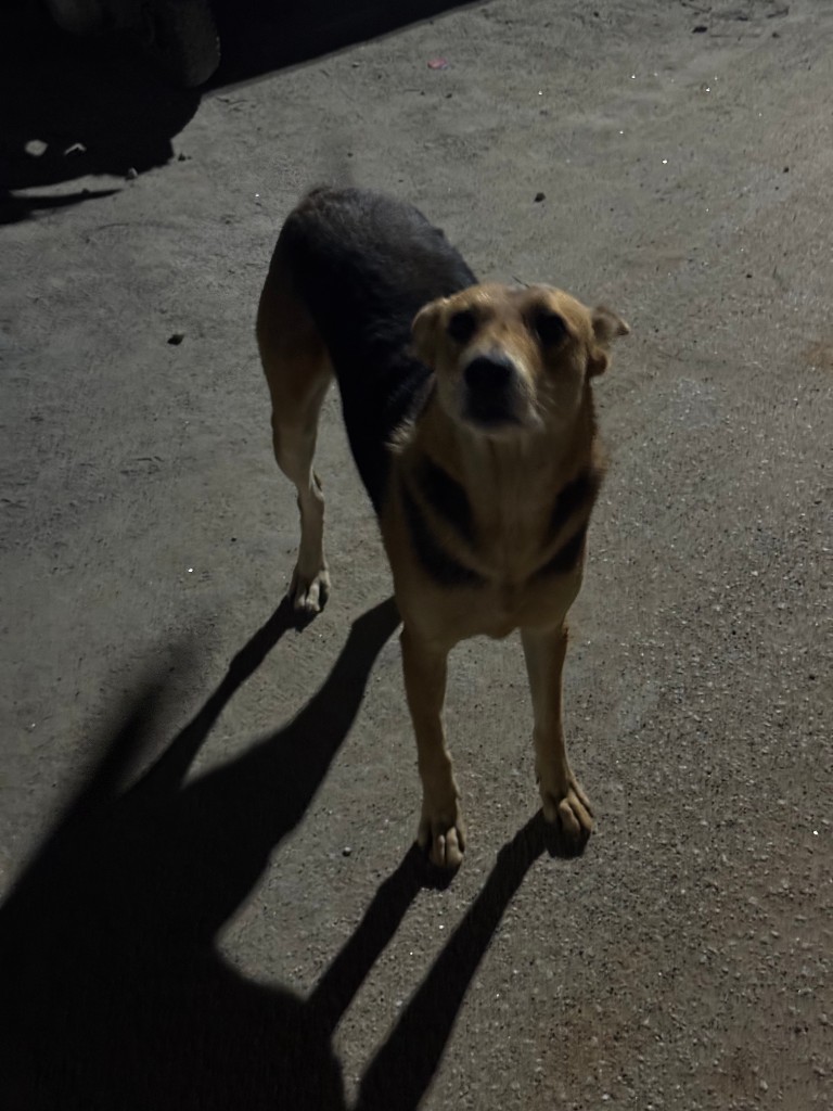 Community dog standing