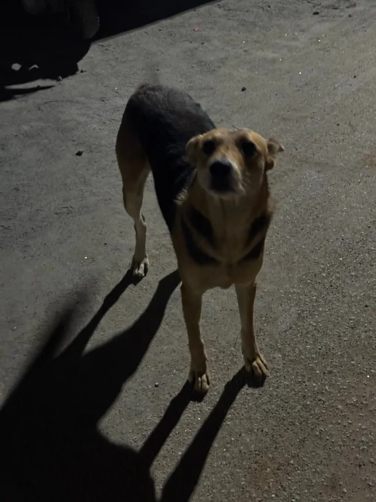 Community dog