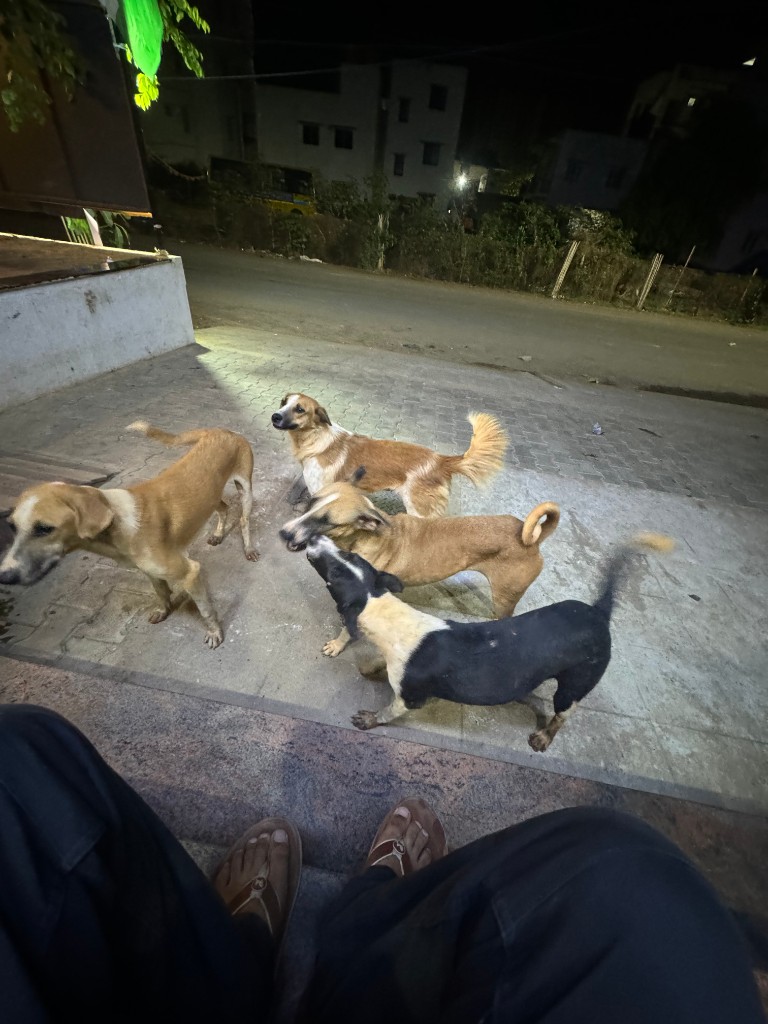 Dogs waiting