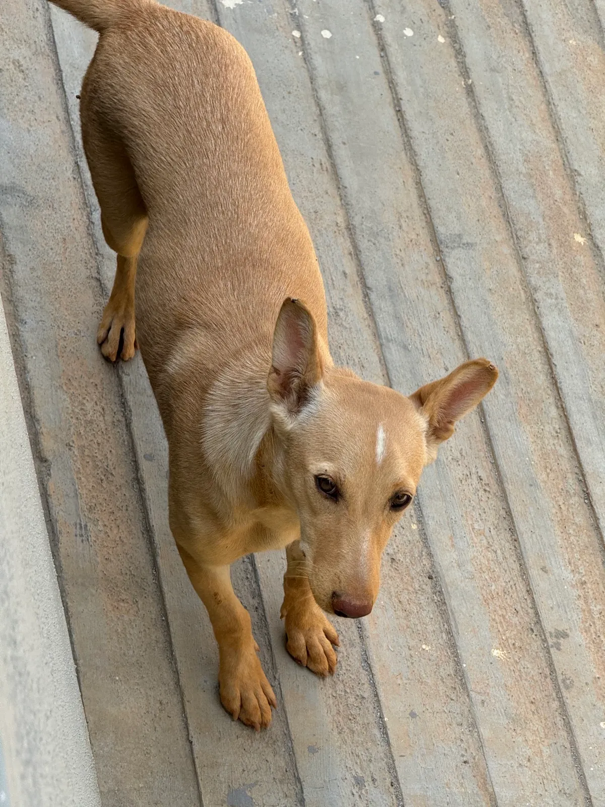 Mili