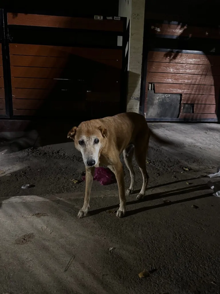 Community dog