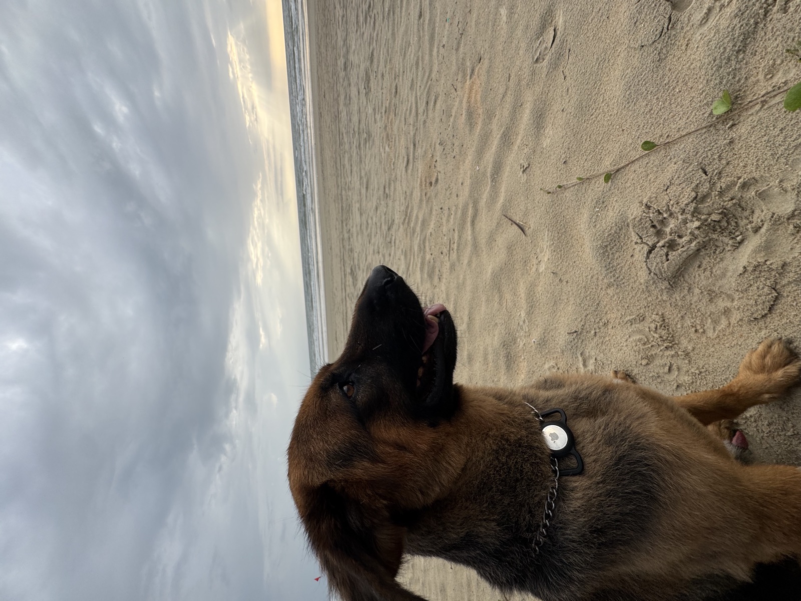 Rocky at beach
