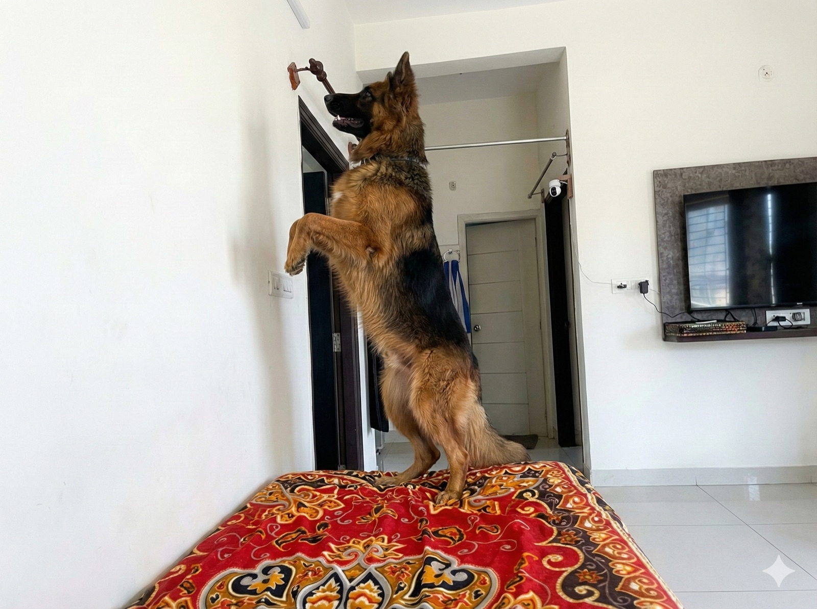 Rocky jumping