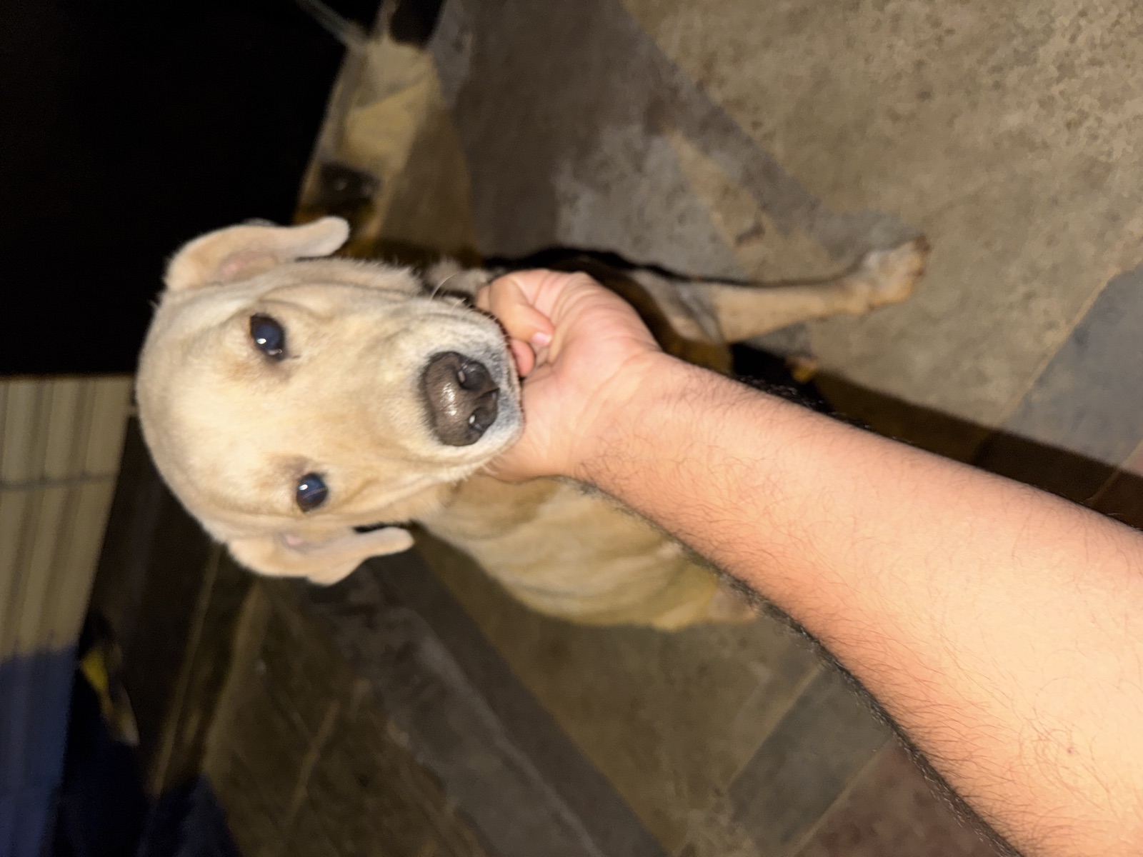 Sukhi petted