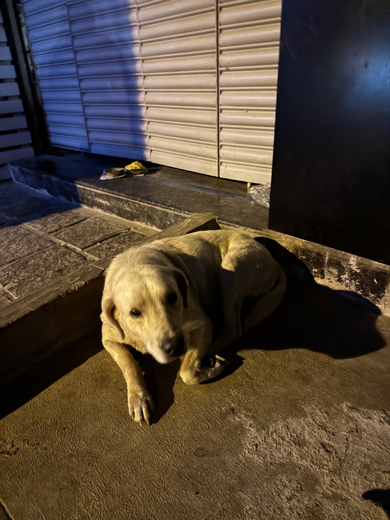 Sukhi resting